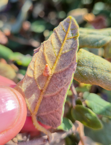 Lasiopetalum discolor, photograph 5