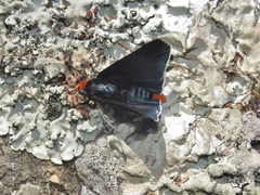 Pyrrhopyge charybdis