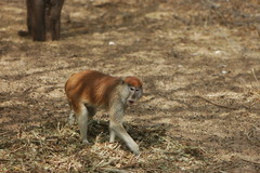 Erythrocebus patas patas