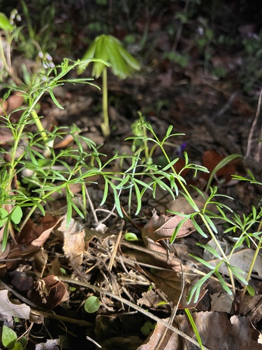 thicket parsley (Perideridia americana)