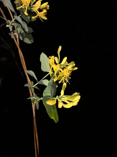 Yellow Honeysuckle (Lonicera flava)
