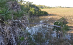 Acoelorraphe wrightii