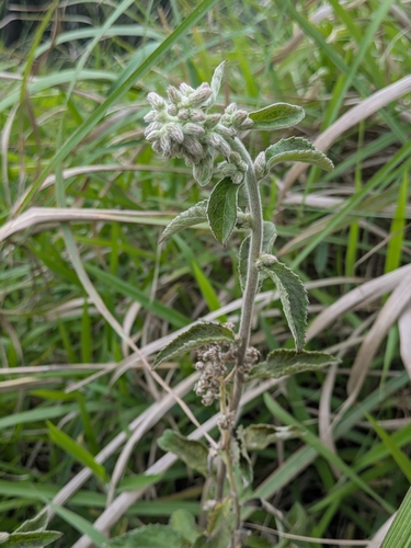 Blumea hieraciifolia iNat (3)
