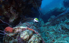 Heniochus singularius