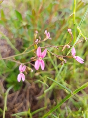 Stylidium ornatum