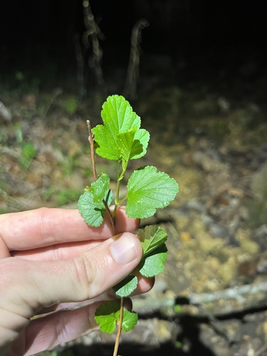 Physocarpus intermedius, photograph 3