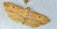 Sigela eoides