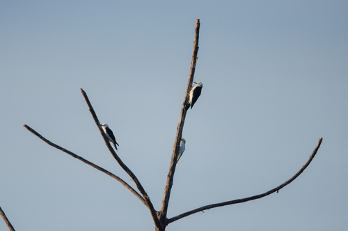 White Woodpecker