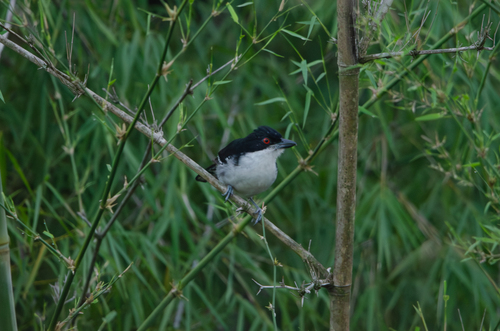 Great Antshrike