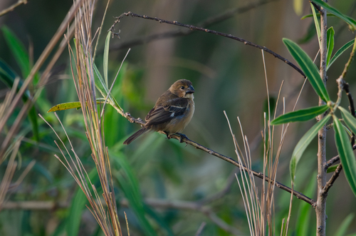 Rusty-collared Seedeater