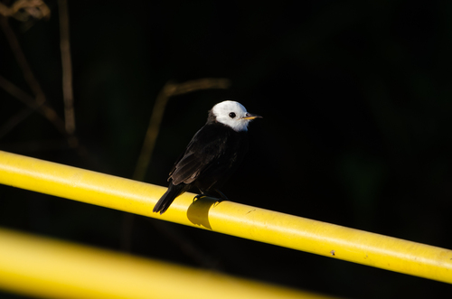 White-headed Marsh Tyrant