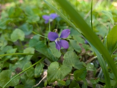 Common blue violet
