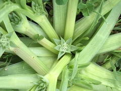 Eryngium montereyense