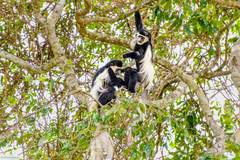 Colobus caudatus