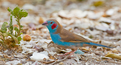 Uraeginthus bengalus