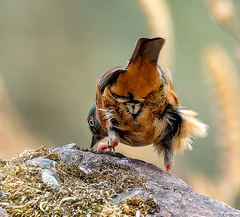 Maroon-Backed Accentor photo 2