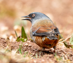Maroon-Backed Accentor photo 1
