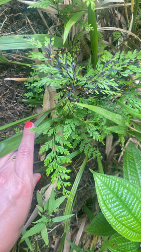 Odontosoria chinensis observed 2025-09-17