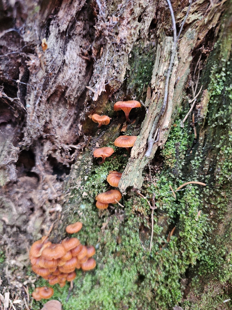 Xeromphalina campanella · April 2026 · photo: © pankral (iNaturalist, cc-by)
