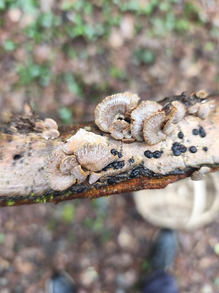 Panellus stipticus · April 2026 · photo: © mycototor (iNaturalist, cc-by)