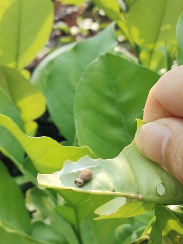 Beige Beetle Jumper
