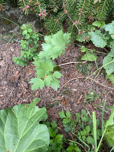 Levisticum officinale, photograph 3