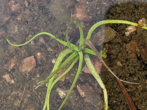 Image of Isoetes lithophila by (c) Alison Northup, some rights reserved (CC BY)