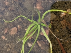 Isoetes lithophila