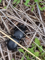 Pasimachus californicus