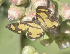 Baeotis zonata zonata