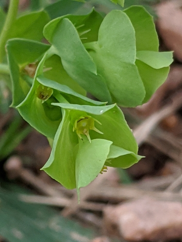 Image of Euphorbia longicruris by (c) Alison Northup, some rights reserved (CC BY)