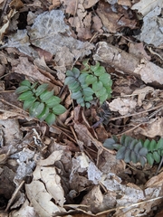 Polemonium reptans villosum
