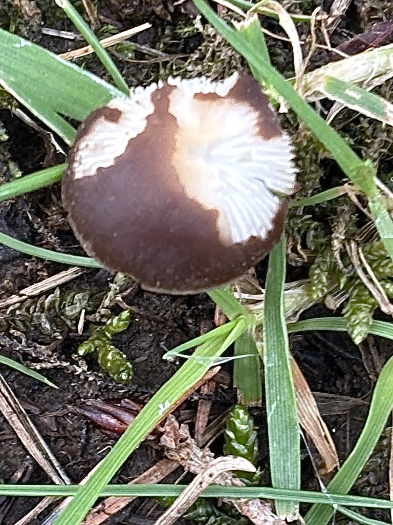 Strobilurus