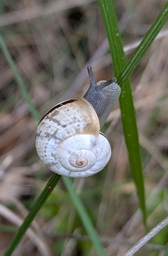 Iberus splendidus