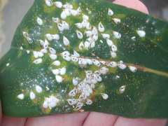 Pseudaulacaspis brimblecombei