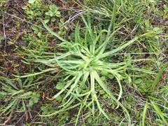 Eryngium montereyense
