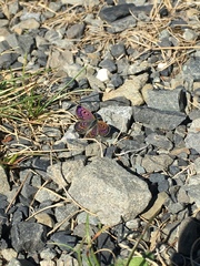 Lycaena boldenarum