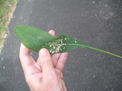 Pseudaulacaspis brimblecombei