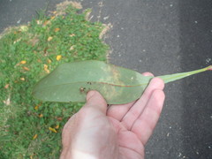 Pseudaulacaspis brimblecombei