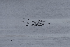 Fulica americana image