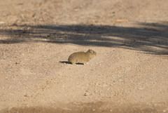 Microcavia australis