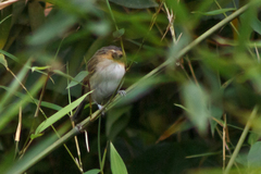Poecilotriccus plumbeiceps