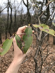 Diaporthe kalmiae