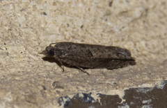 Pseudexentera spoliana