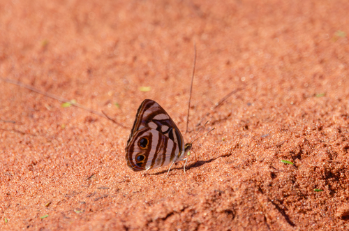 Four-spotted Sailor