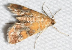 Elophila nebulosalis