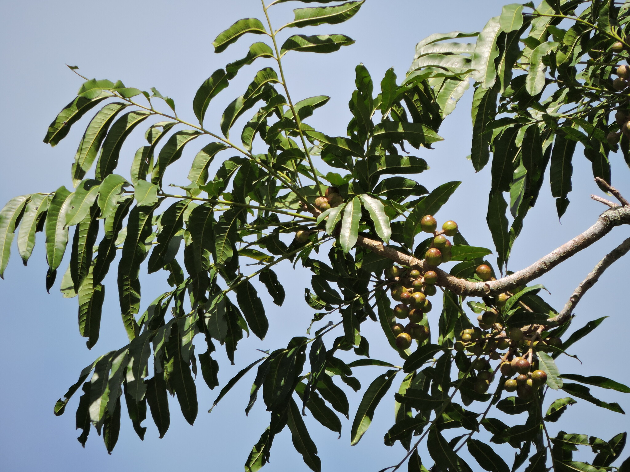Cabralea canjerana