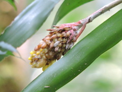 Aechmea calyculata, photograph (c) Fabrício Mil Homens Riella, some rights reserved (CC BY)