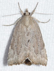 Cutina albopunctella