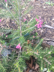 Erica sicula
